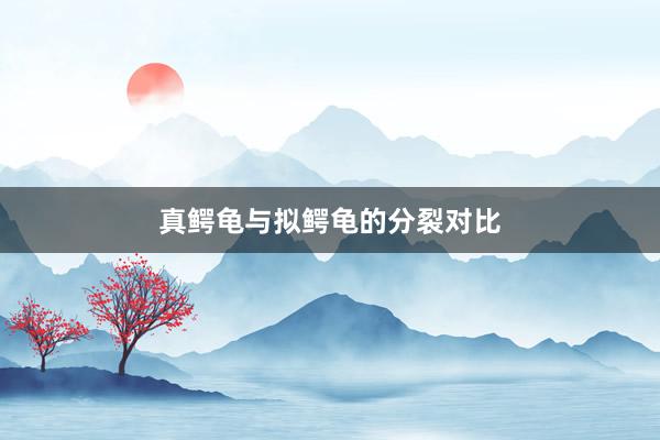 真鳄龟与拟鳄龟的分裂对比